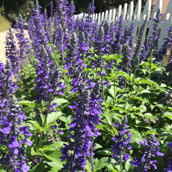 Meet your Posher, Stephanie - Picture 1 of 1